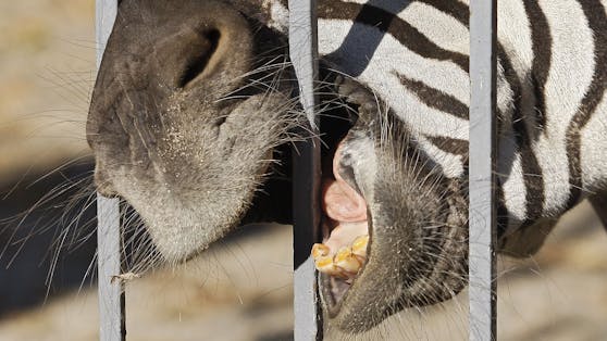 Der Zoo in Kiew ist völlig abgeschnitten, doch alle Tiere haben laut den polnischen Medien überlebt.