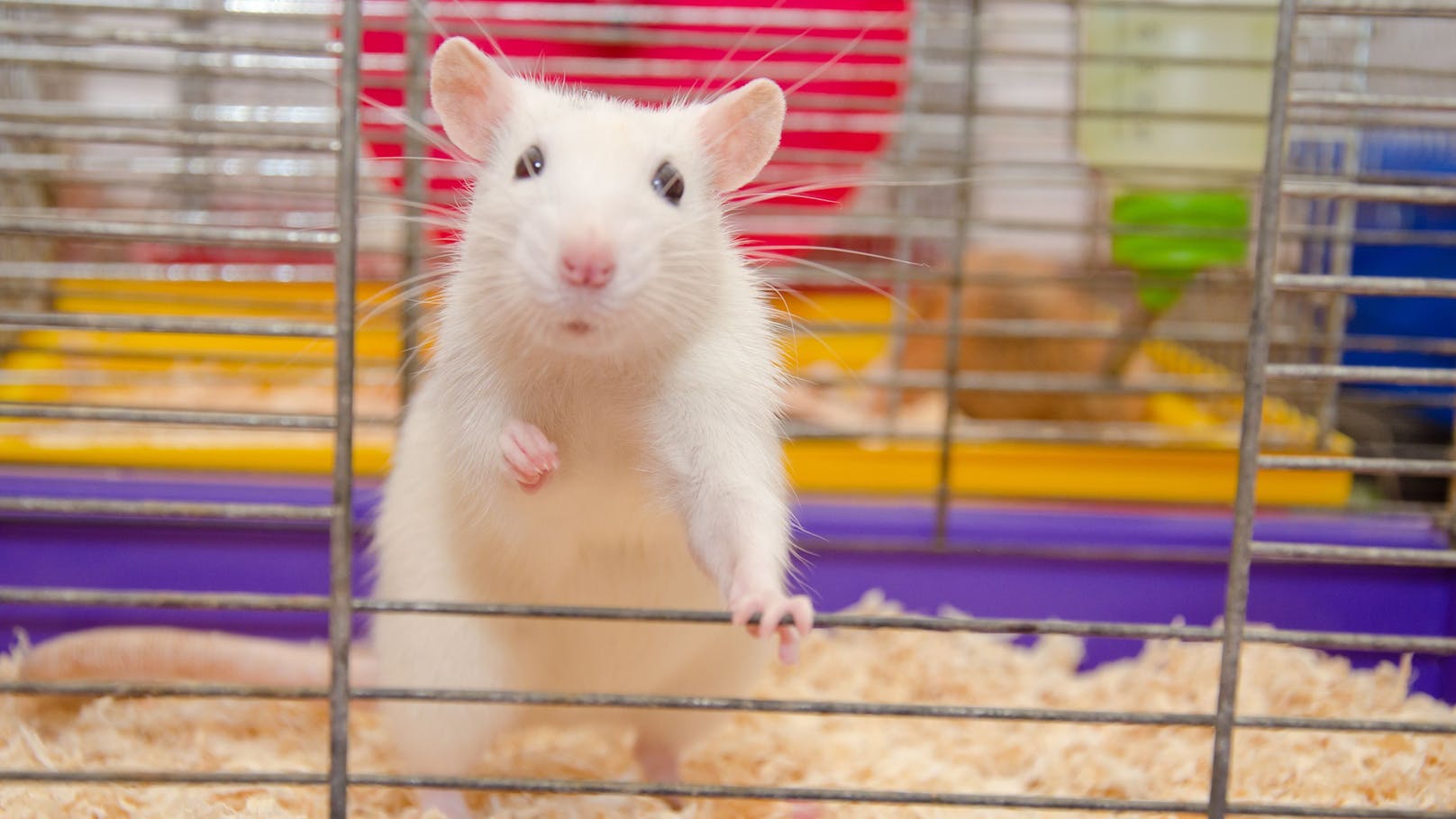 Im Jahr 2020 wurden von einem Mann aus Bayern fast 20 Ratten und einige Vögel auf grausame Weise zu Tode gequält. 