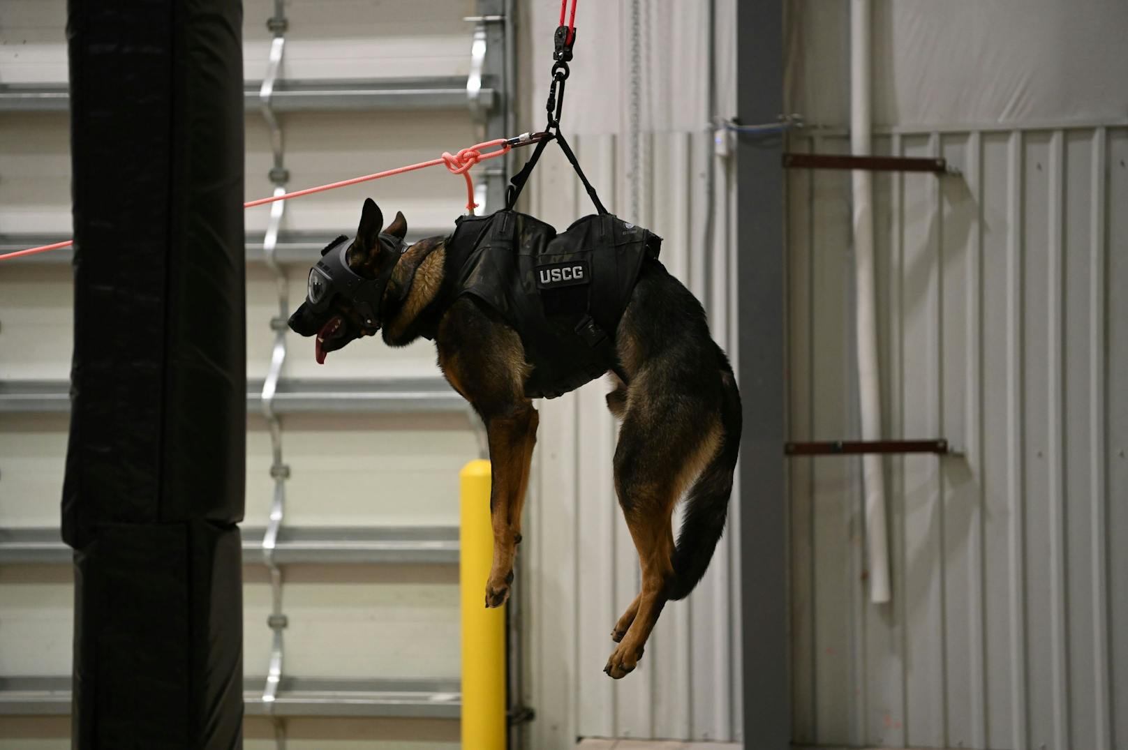 So soll der Hund gemeinsam mit seinem Führer Berg- und Luftrettungen trainieren. 