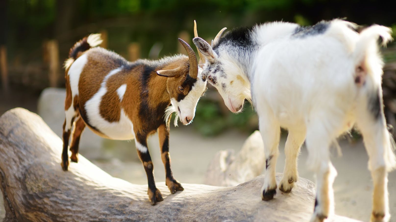 10. Ziegen sind prinzipell sehr friedliche Tiere und die Herde wird meist von einer alten, erfahrenen Geiß geleitet. 