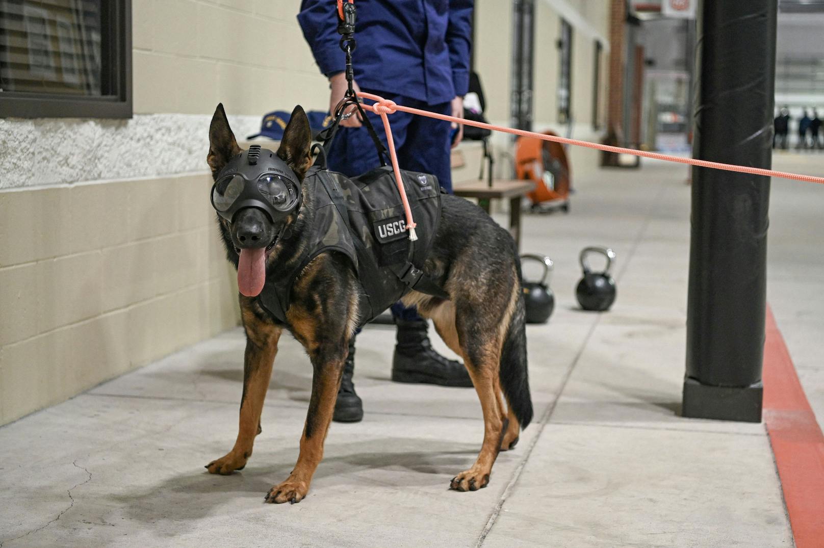 "Simba" ist einer von diversen "Hubschrauberhunden" die in der Polizeiakademie von Houston ausgebildet werden. 