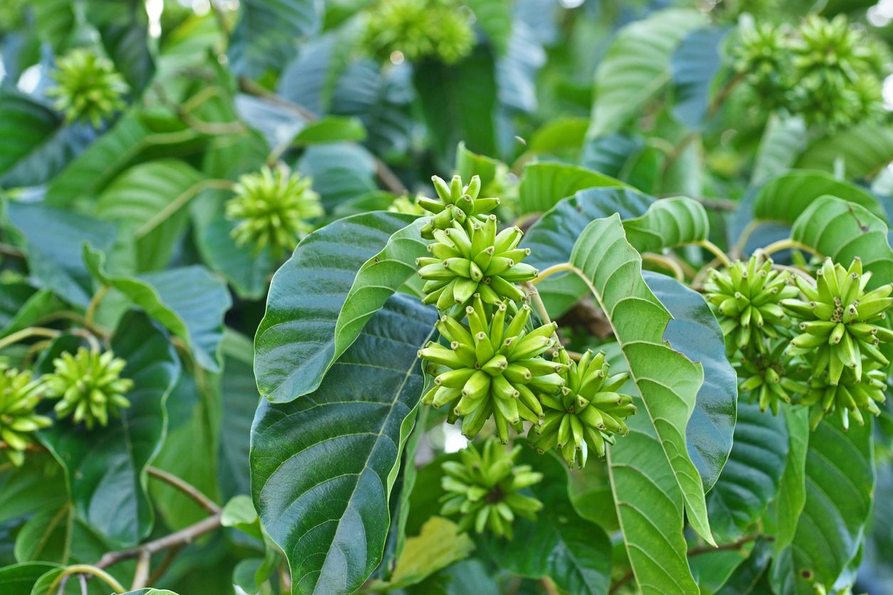 Camptotheca acuminata