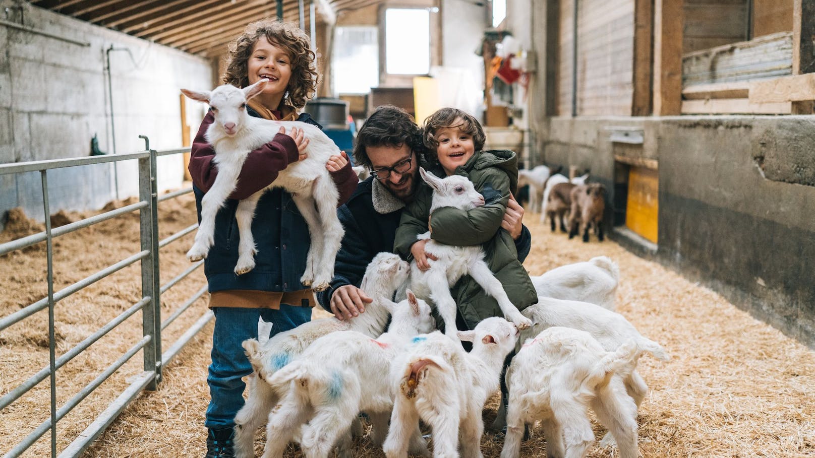 8. Ziegen können sehr zahm werden, auf ihren Namen hören und ähnlich wie ein Hund trainiert werden. 