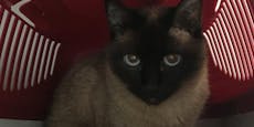 Arme Siamkatze wegen Umzug in Rucksack ausgesetzt