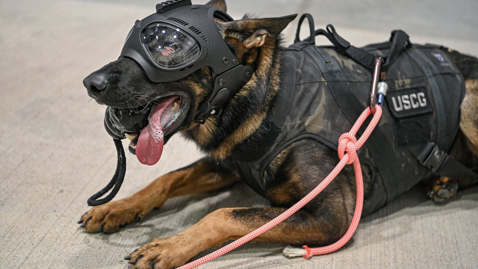 "Simba" wird in Houston (USA) zum Hubschrauber-Hund ausgebildet. 