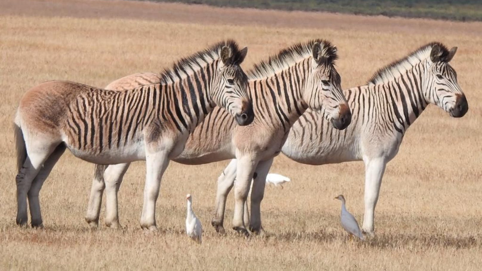 Im Gegensatz zum Zebra haben "Quaggas" fast keine, bzw. fast keine schwarzen Streifen und diese nur ab dem Bauch bis zum Kopf. Sie gelten seit 140 Jahren als ausgestorben. 