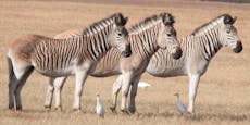 Zebras ohne Streifen - Sind die "Quaggas" zurück?