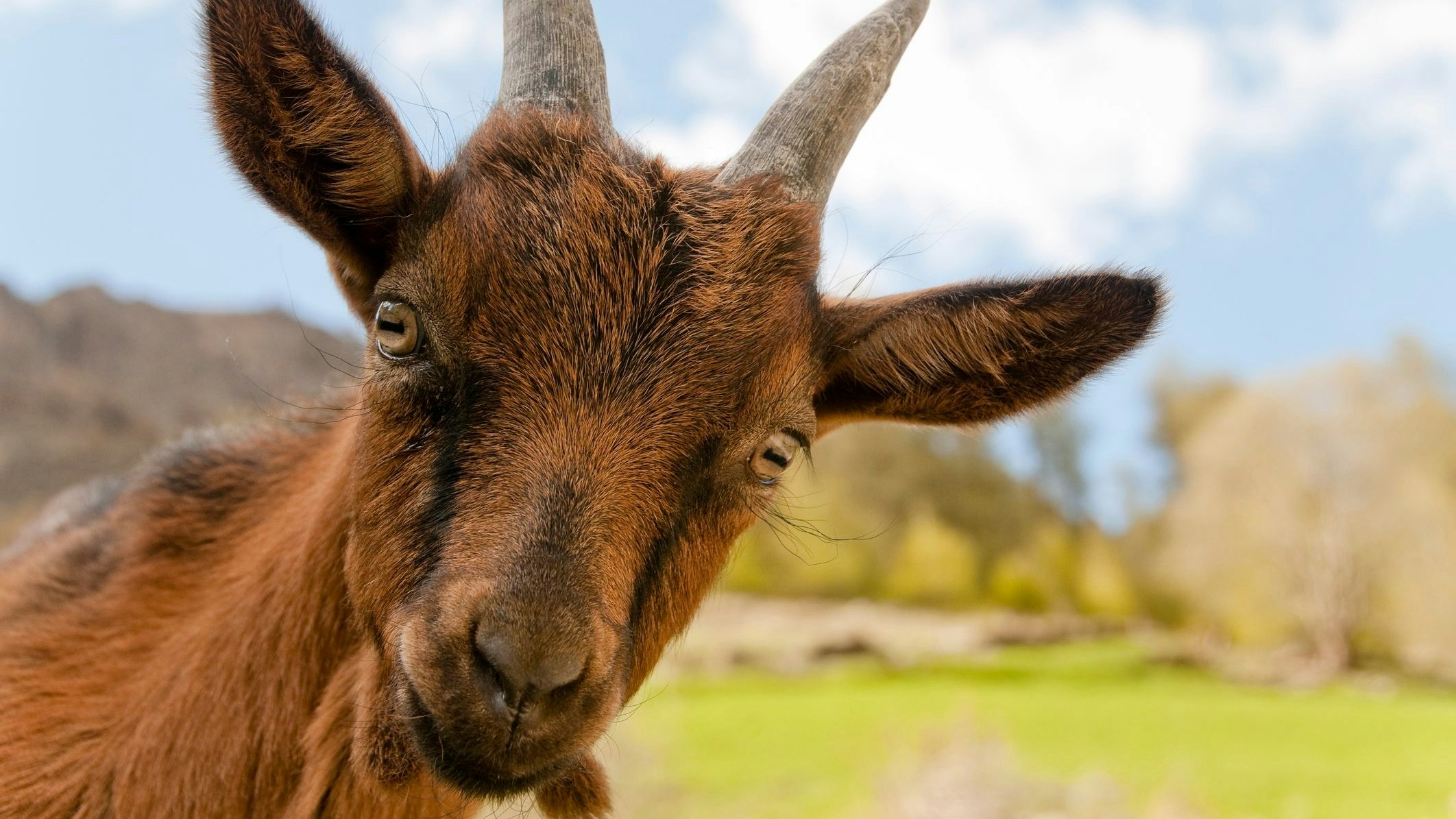 Eine Ziege mischte sich ziemlich erfolgreich in eine Verfolgungsjagd ein. 