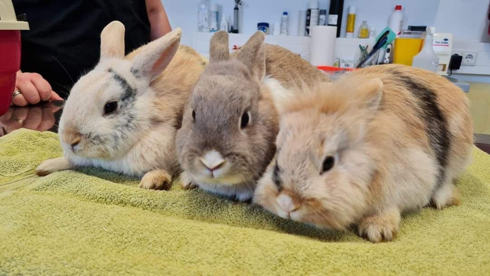 Drei der geretteten Kaninchen.
