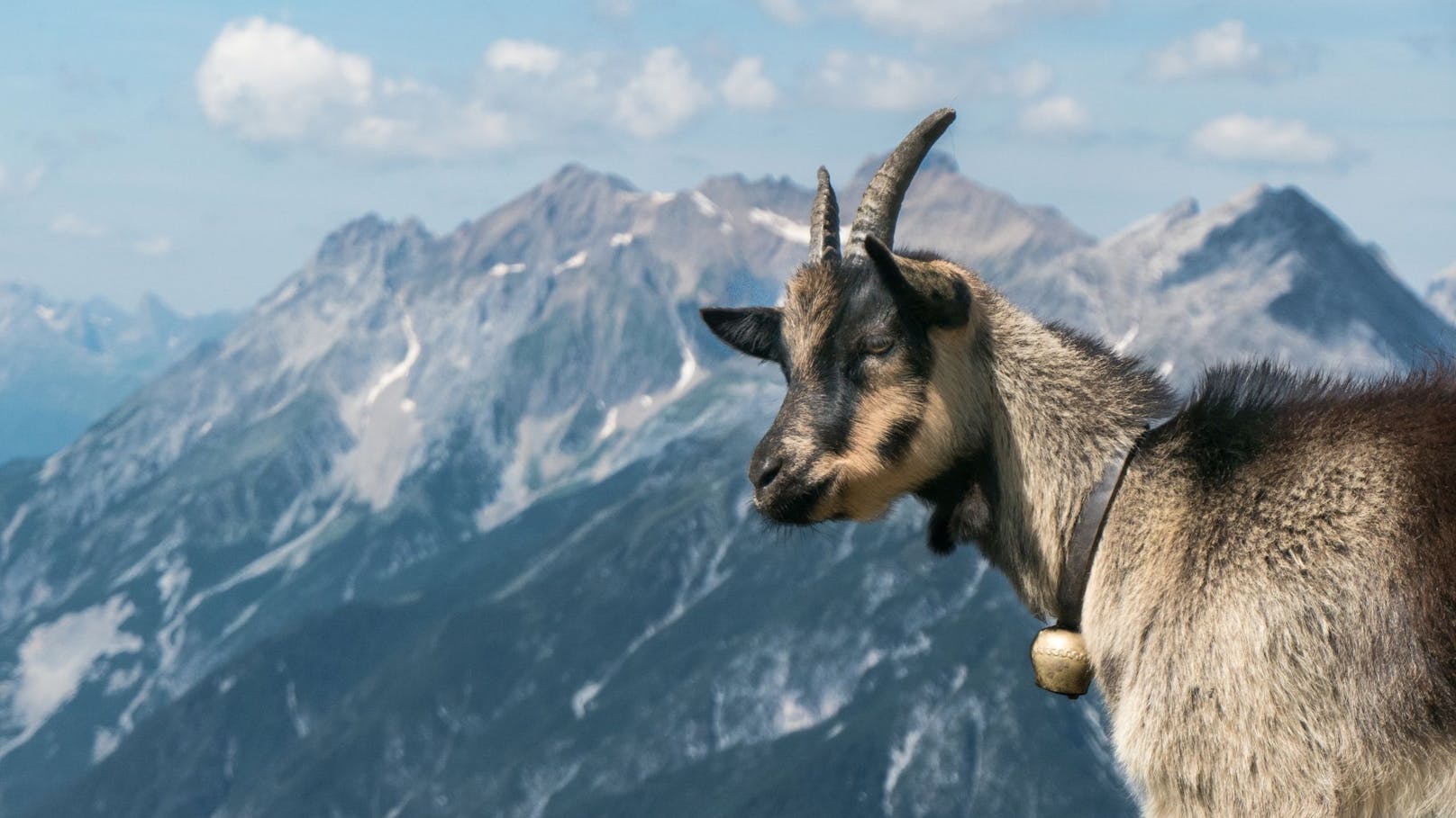 9. Ziegen sind nicht nur gute Bergsteiger, sondern auch gute Kletterer, die für das leckere Futter sogar auf Bäume kraxeln. 