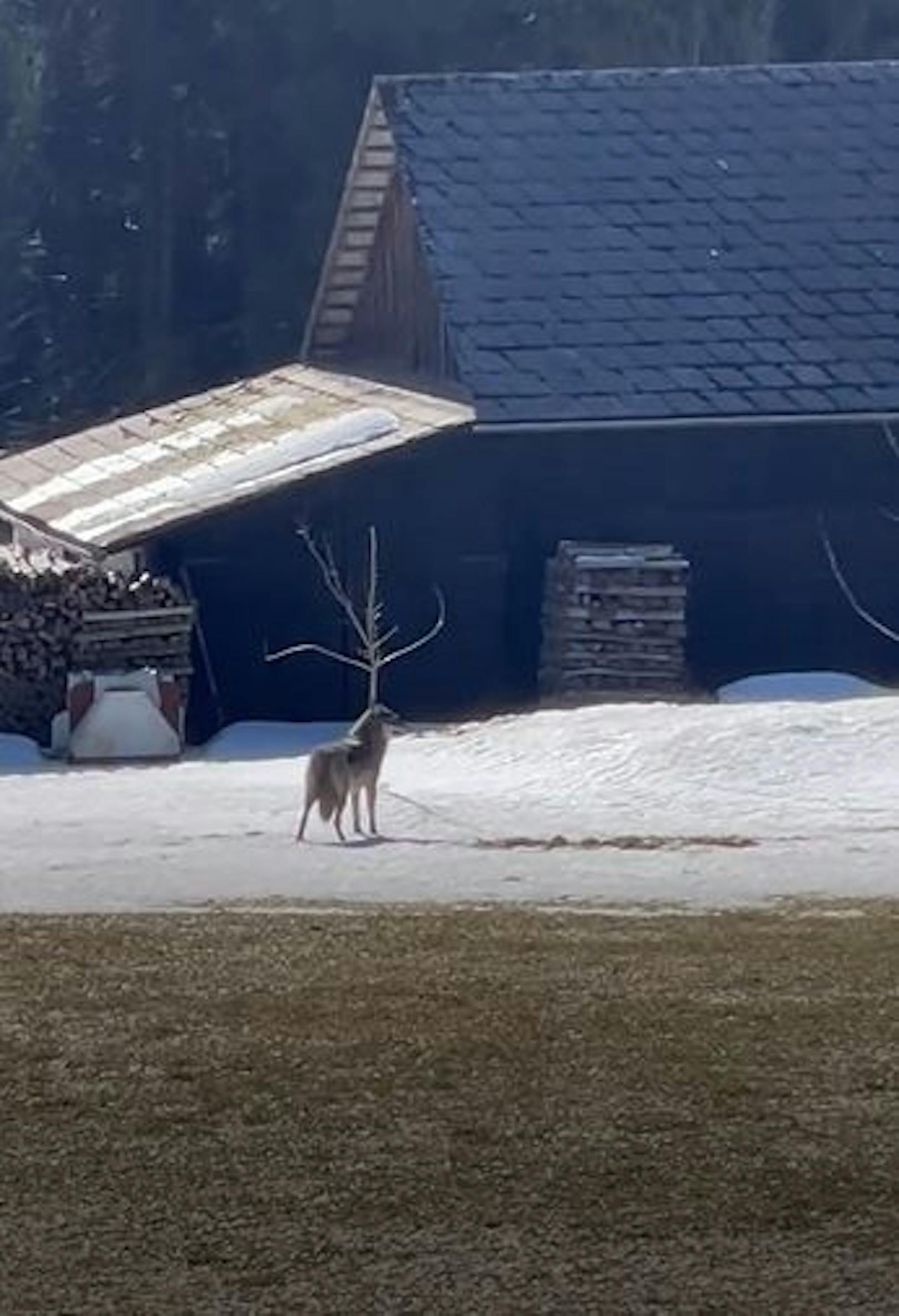 Wolfsichtung im Waldviertel