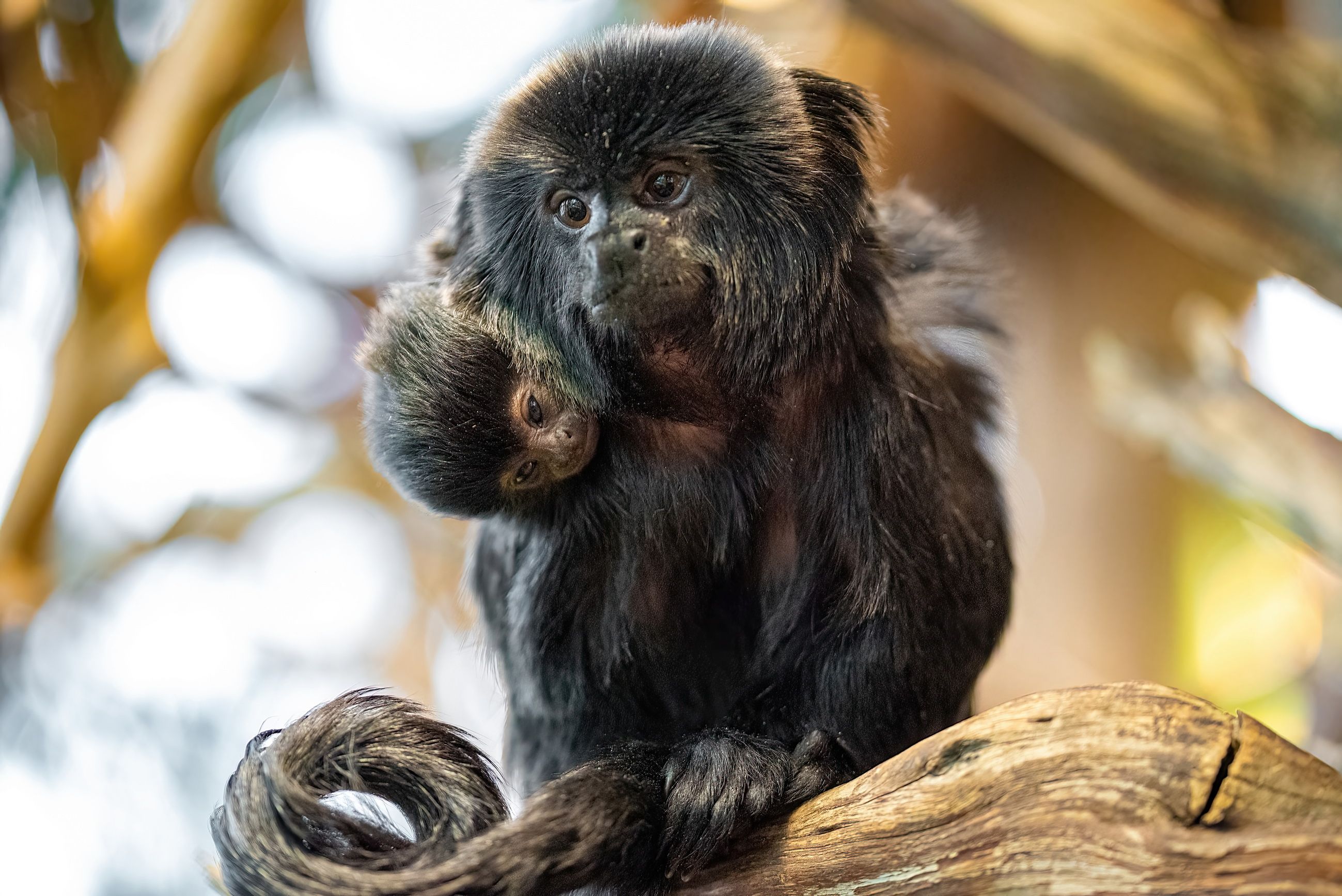Jedes Jahr zu Beginn des Jahres kommt zumindest ein "Springtamarin" im Haus des Meeres zur Welt. 