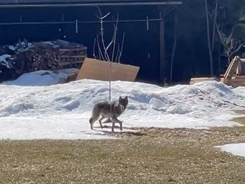 Wolfsichtung im Waldviertel