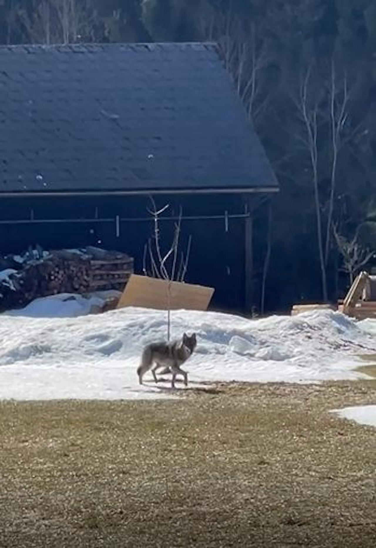 Heute.at - Wolf huschte an Terrasse von Haus im Waldviertel vorbei