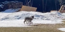 Wolf huschte an Terrasse von Haus im Waldviertel vorbei