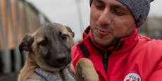 Einreiseregeln für Haustiere aus Ukraine gelockert