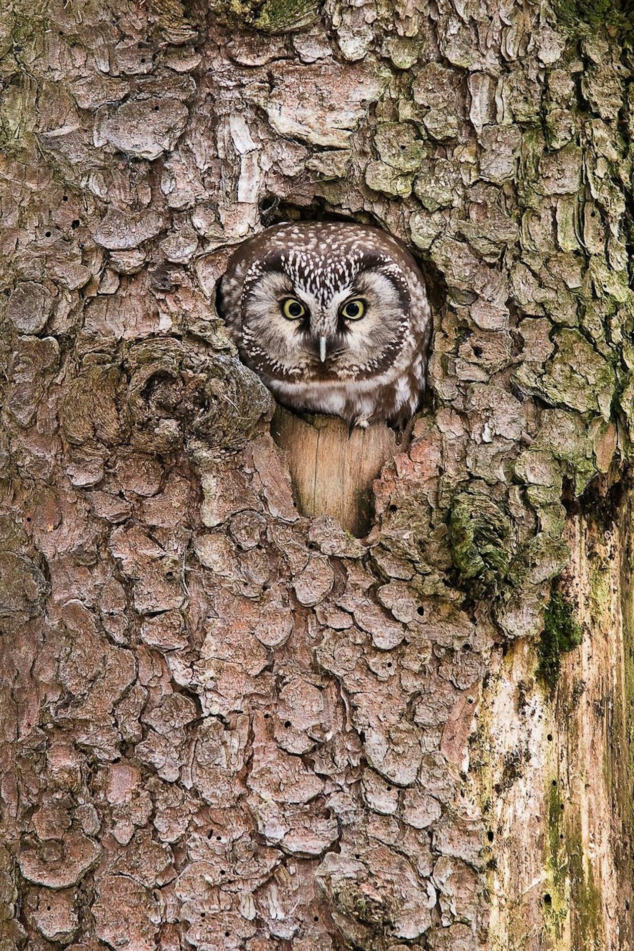 Heute.at - Tag des Artenschutzes – Eine Million Arten bedroht