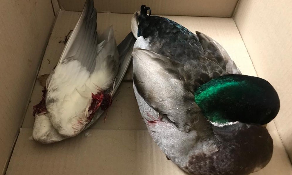 In Salzburg vergreifen sich wohl mehrere Personen an Wasservögeln und Tauben. 