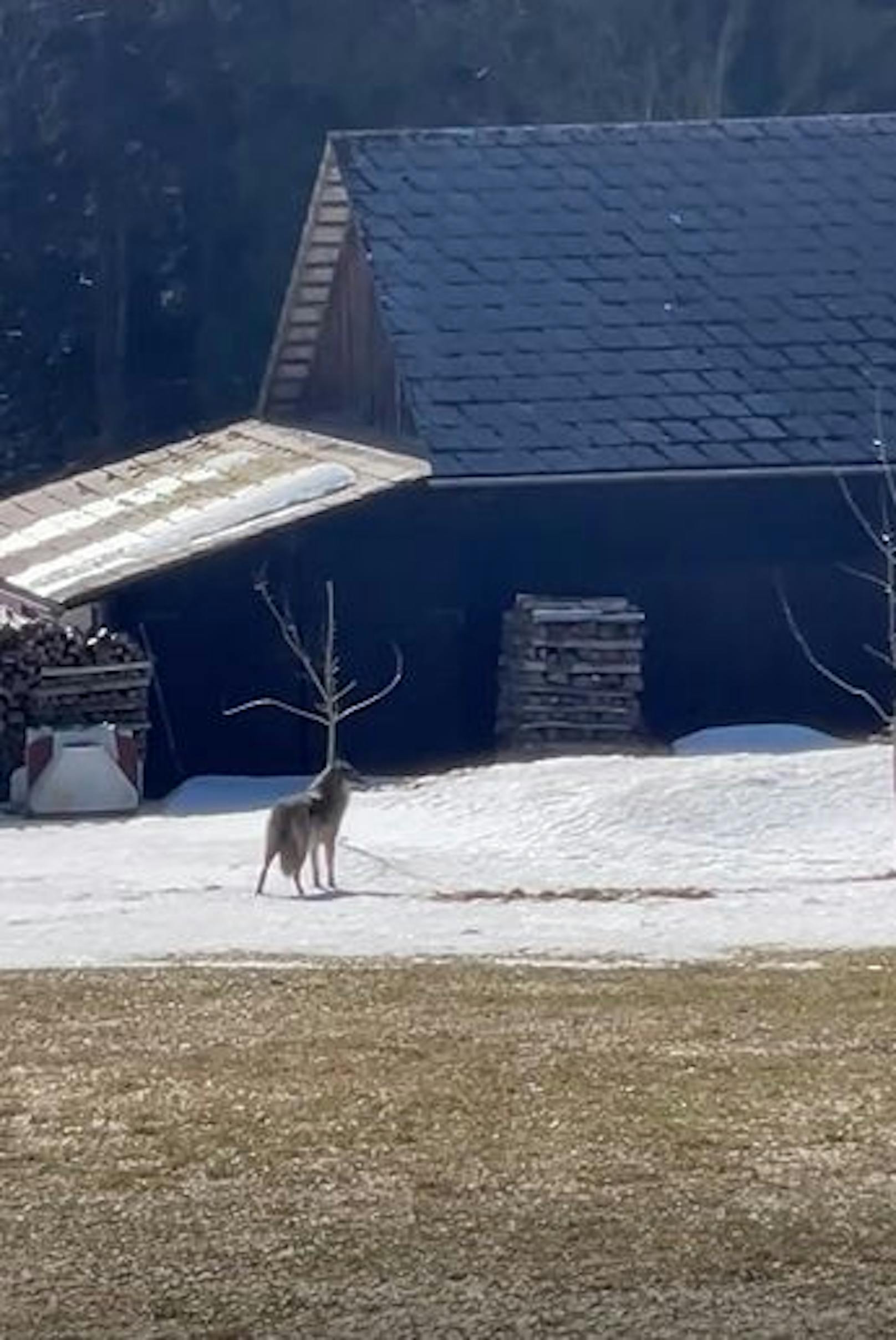 Wolfsichtung im Waldviertel