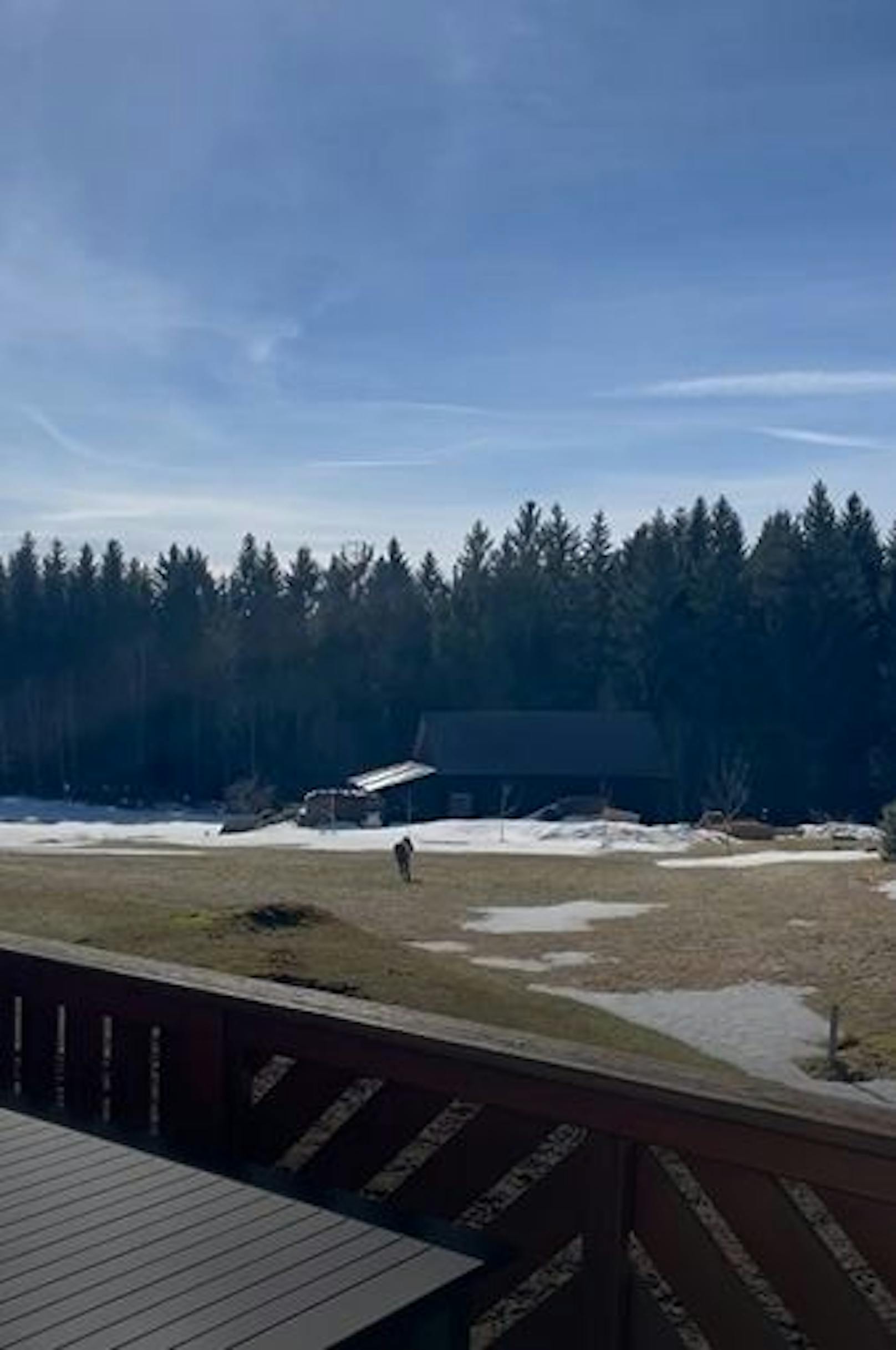 Wolfsichtung im Waldviertel