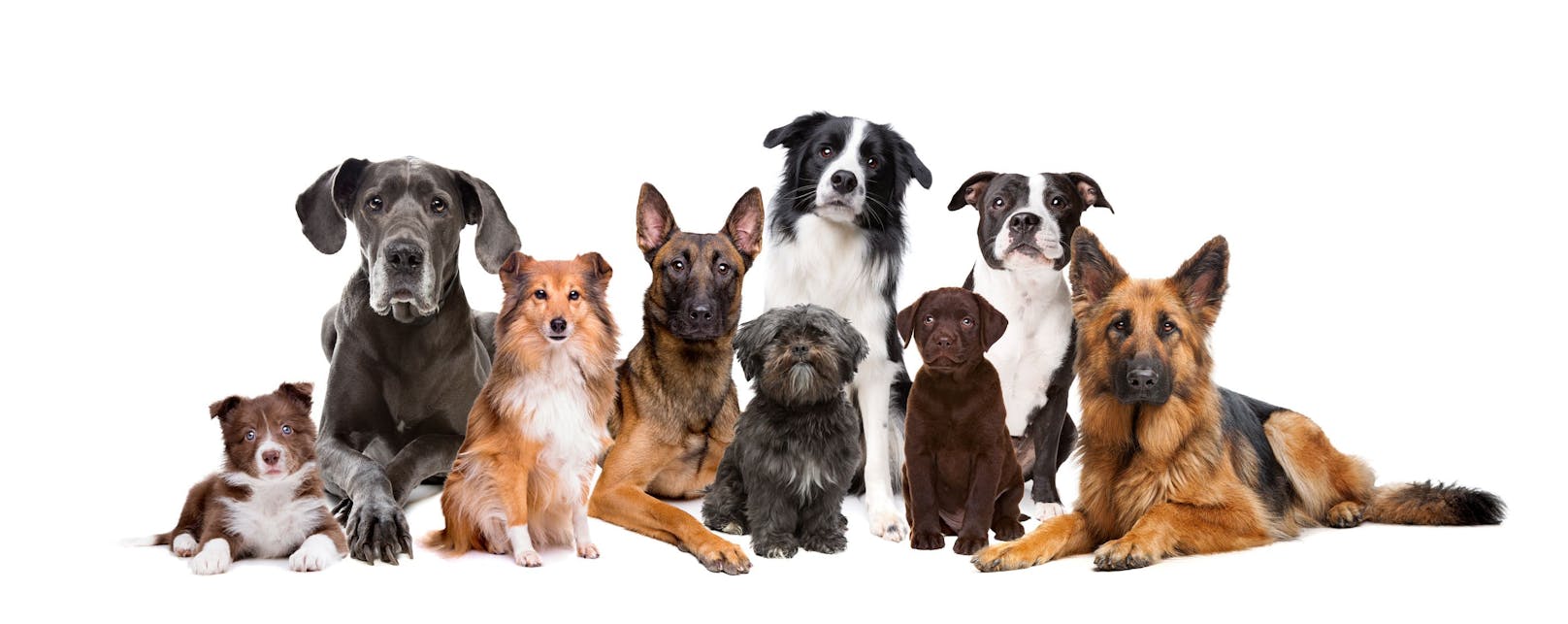 Wir suchen die beliebteste Hunderasse der HEUTE-Leser