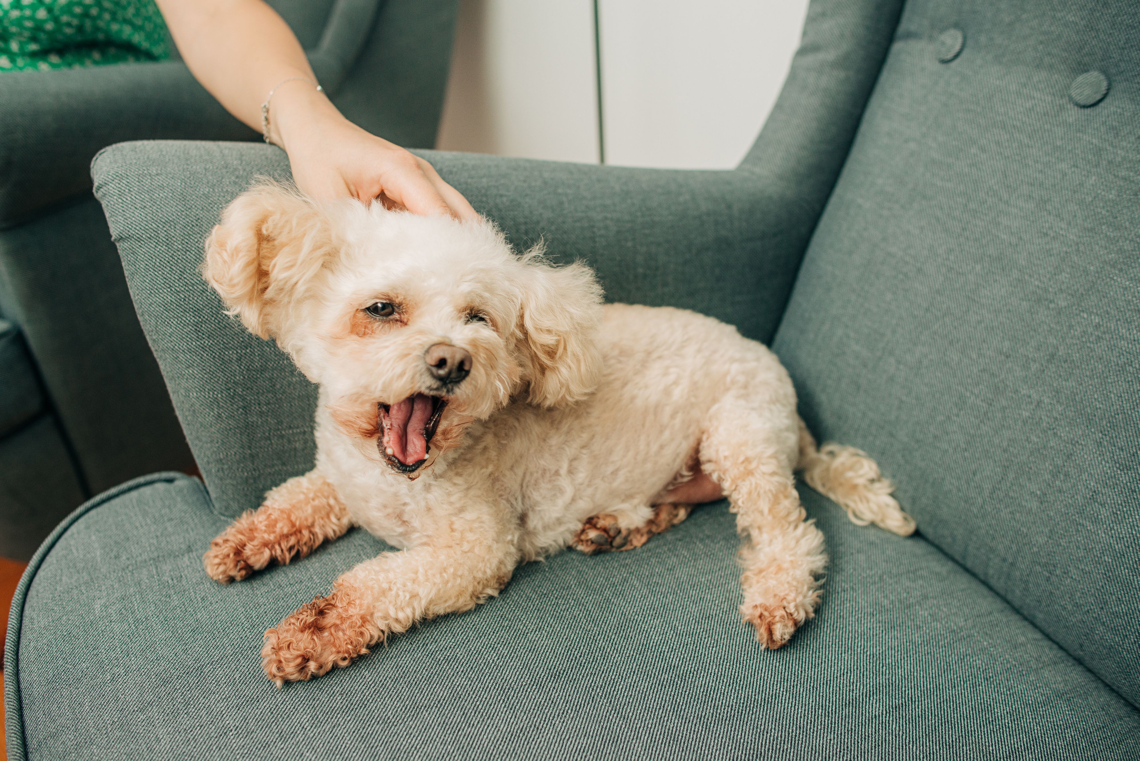 Close up of small white dog, miniature poodle breed, sitting on sofa at home yawning