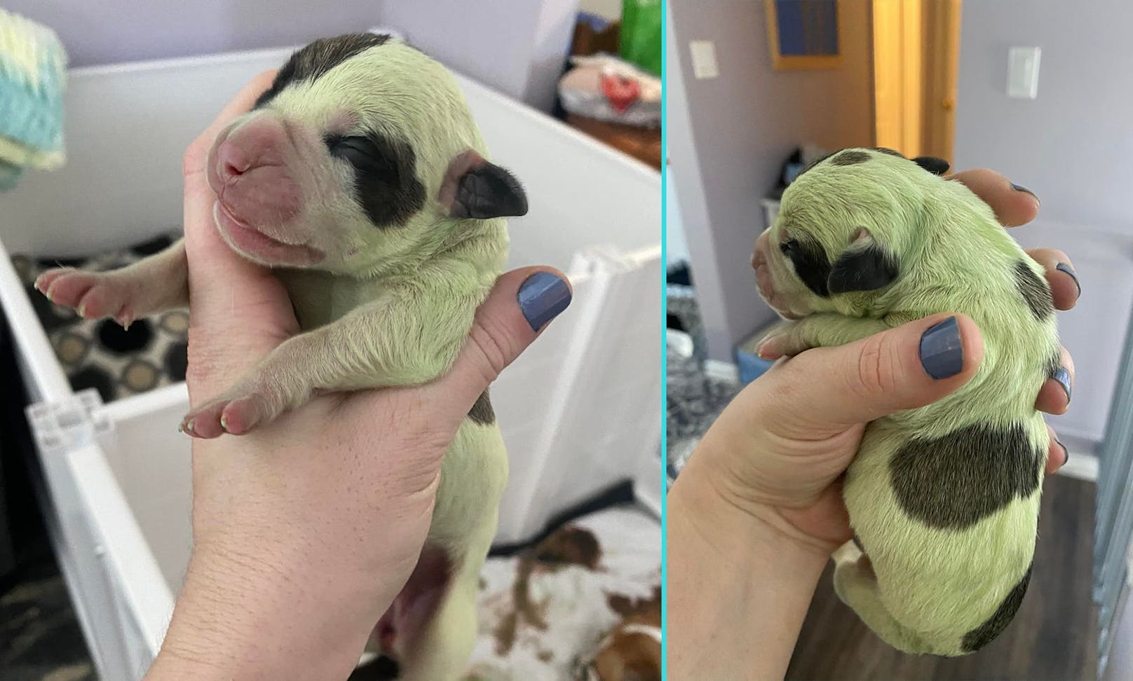 Lindgrünes Bulldoggen-Baby wirft Fragen auf