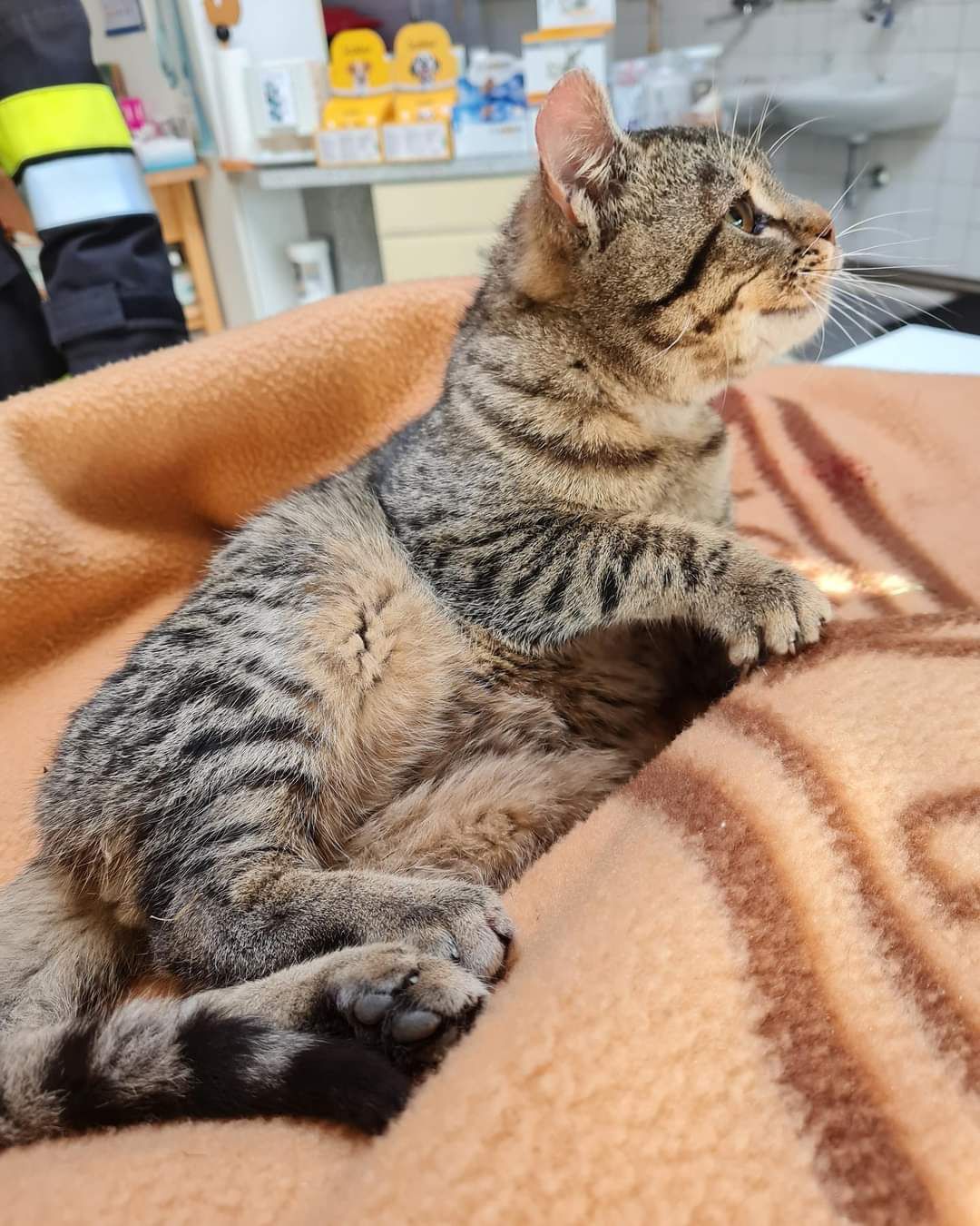 Die Feuerwehr bei der Katzenrettung.