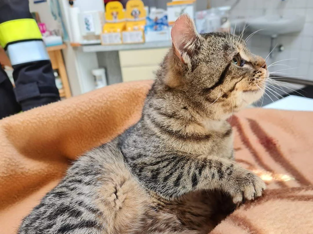 Die Feuerwehr bei der Katzenrettung.