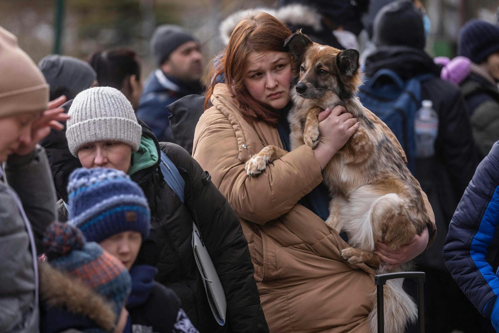 Unser tierliebes Österreich startet nun einige Anlaufstellen für ukrainische Flüchtlinge mit Haustieren. 