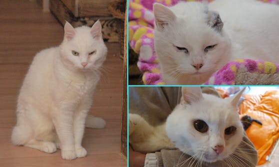 Gleich drei weiße Katzen fanden glücklicherweise ein neues Zuhause im Tierparadies Schabenreith