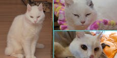 Alte Katze mit Hautkrebs von Tierheim abgelehnt