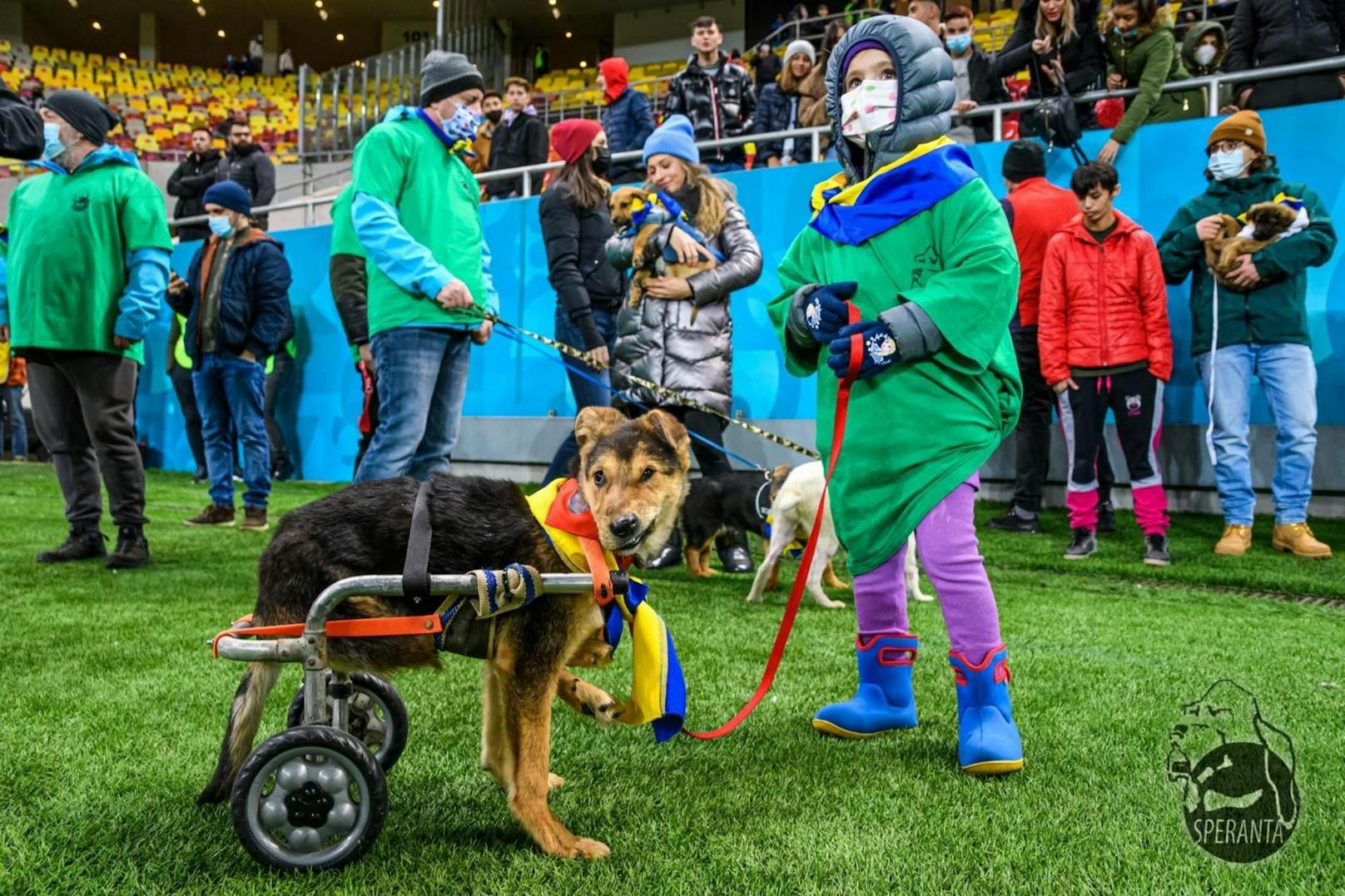 Die Hündin trug dabei die unkrainische Flagge. 