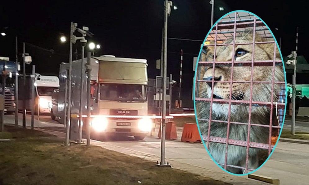 Nach acht Stunden im Frost sind Menschen und Tiere erschöpft, aber sechs Tiger, sechs Löwen und zwei Karakel erholen sich jetzt im Zoo von Posen (Polen).  