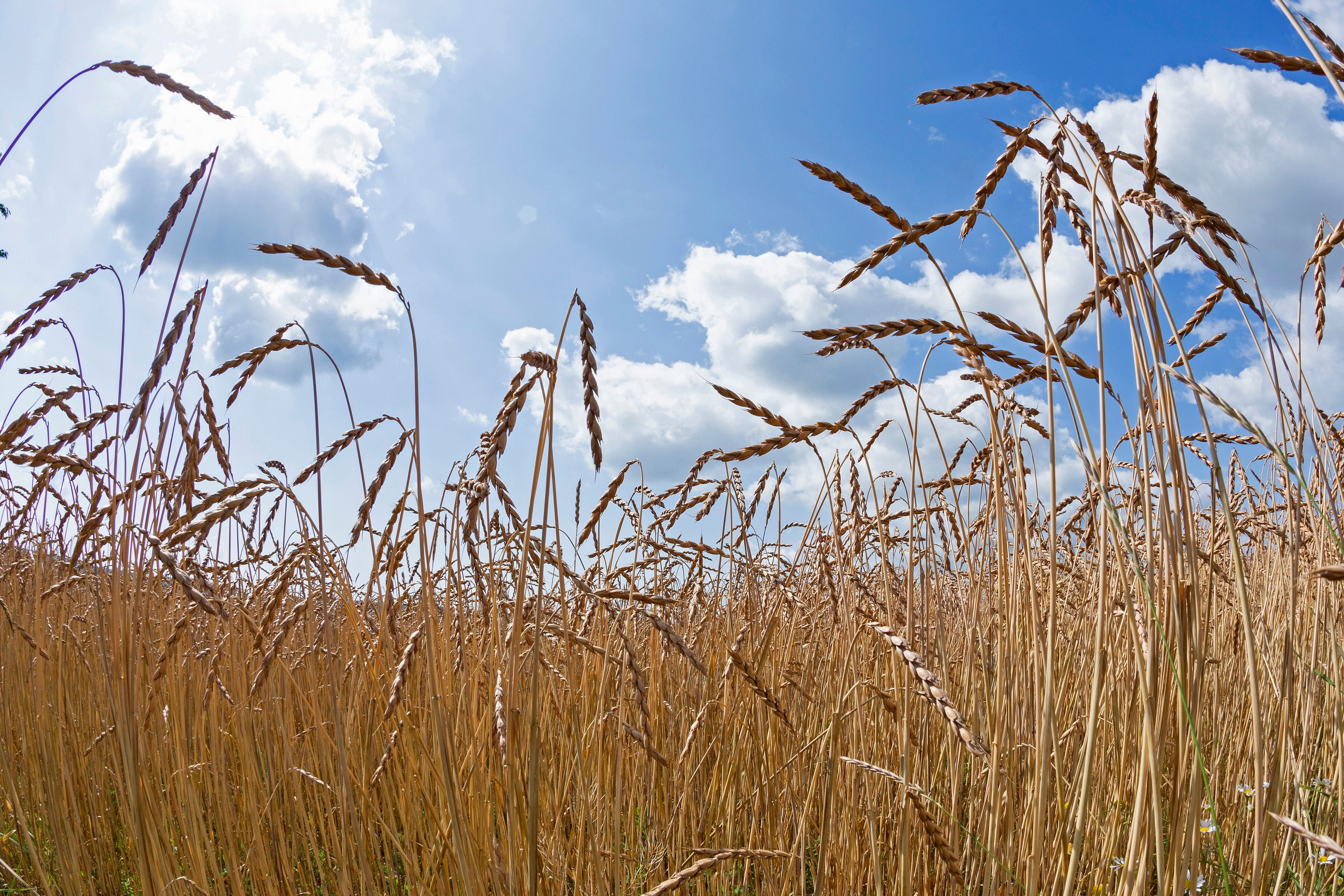 Die Kornkammer Europas befindet sich im Krieg, die Welt könnte leiden. 