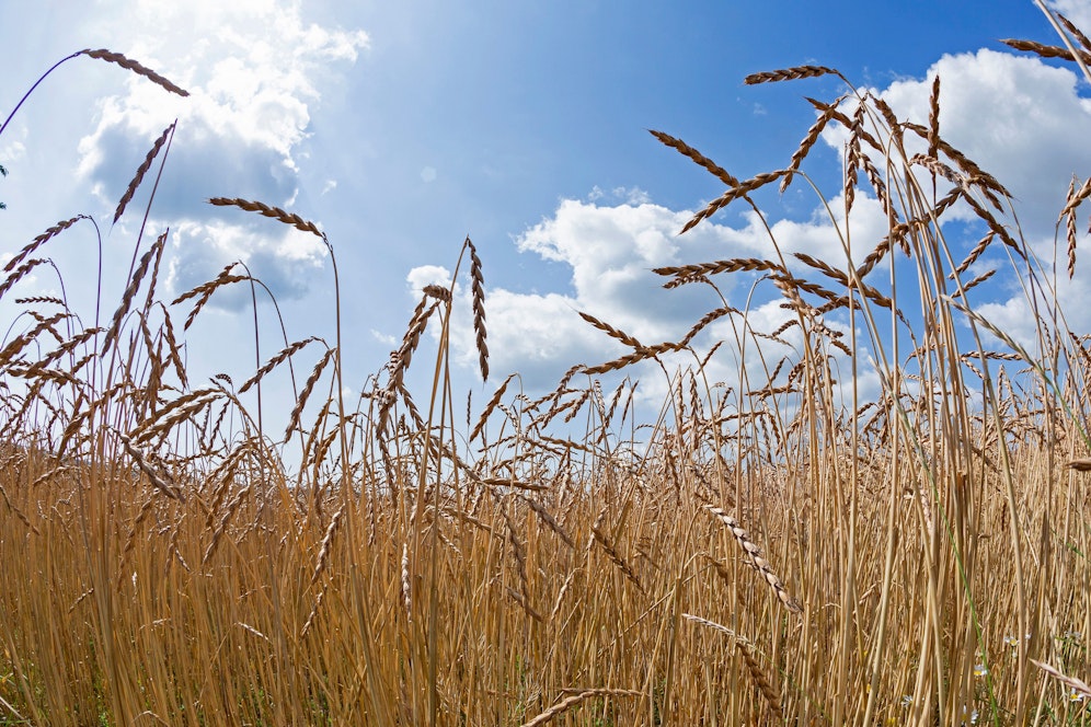Die Kornkammer Europas befindet sich im Krieg, die Welt könnte leiden. 