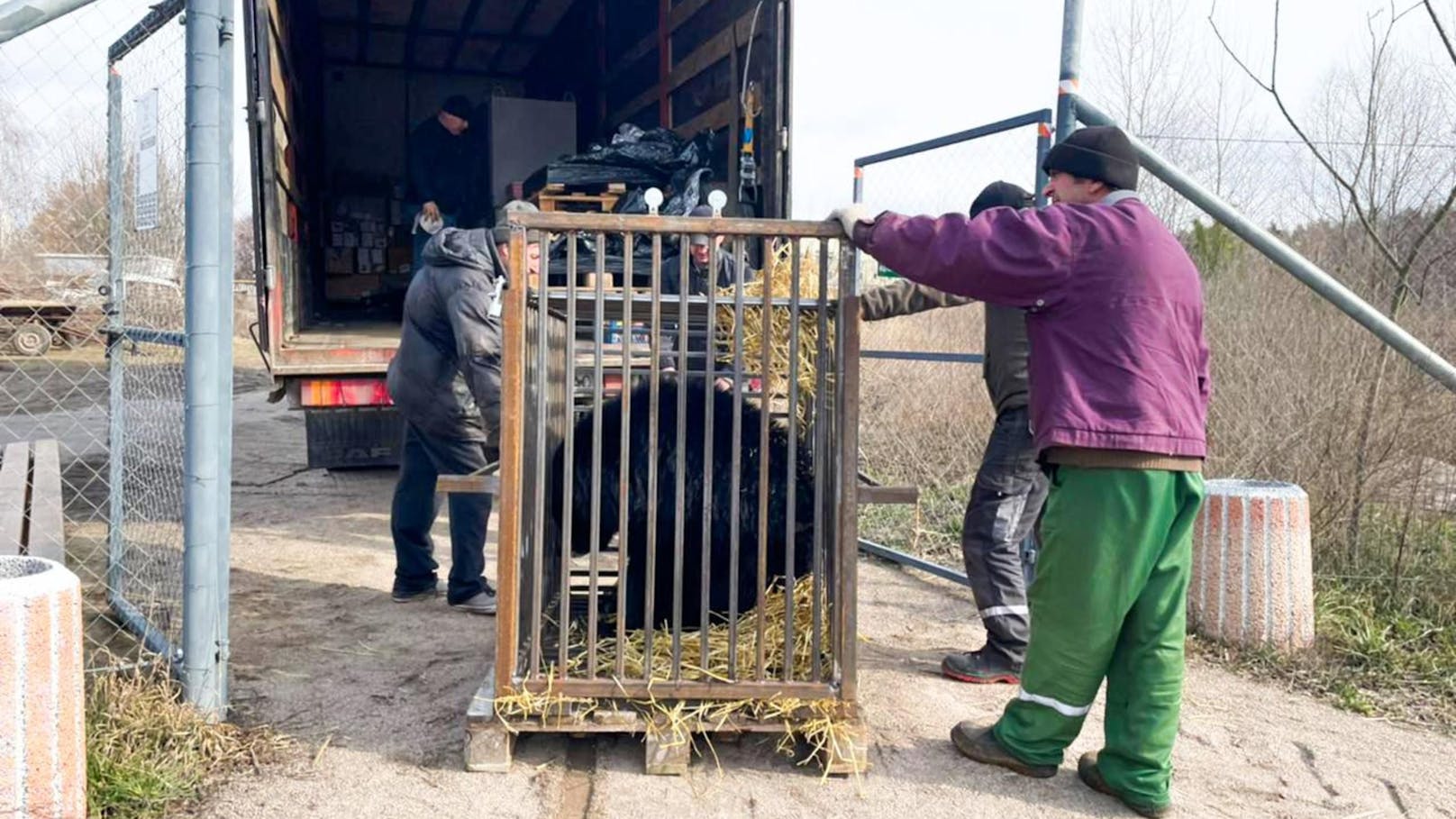 Fünf gerettete Bären wurden von Kiew in den Vier Pfoten-Bärenwald in Domazhyr umgesiedelt. 