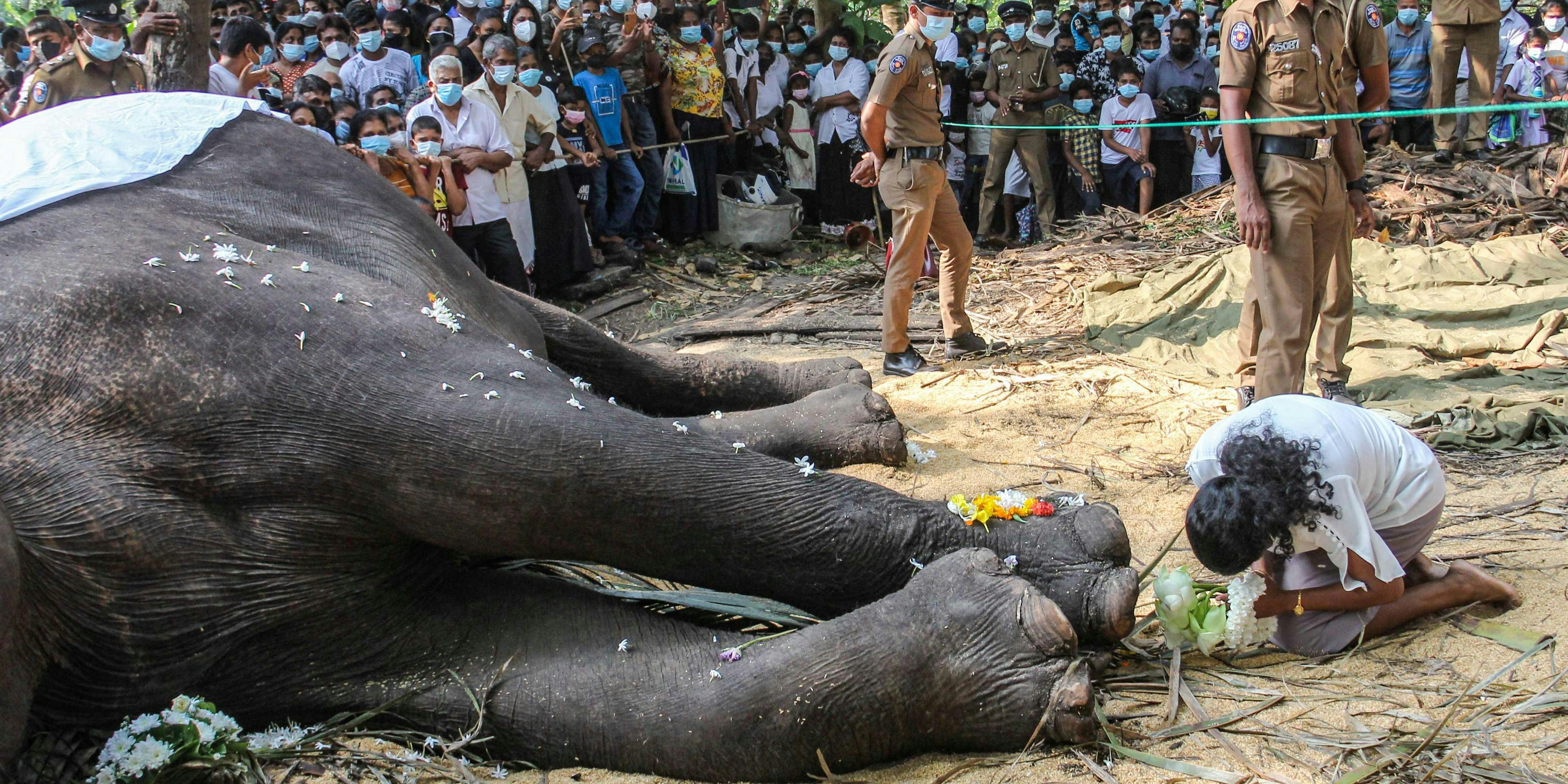 Zahlreiche Menschen pilgerten zu den sterblichen Überresten des Tieres, um zu beten, Abschied zu nehmen und noch einmal Rajas Stosszähne zu berühren.