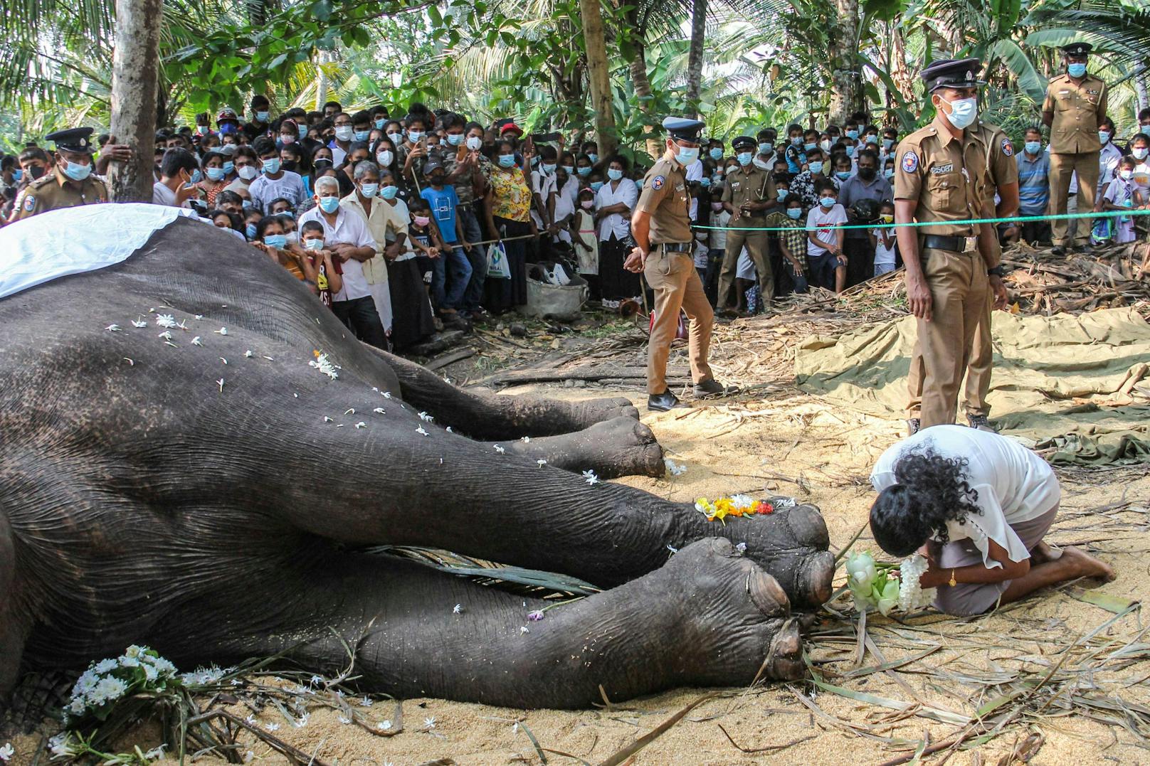 Heiligster Elefant Sri Lankas stirbt mit  68 Jahren