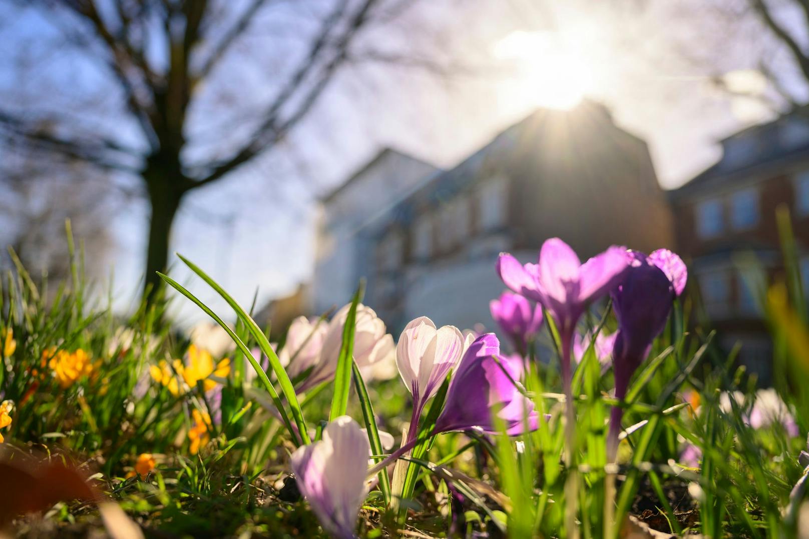 Frühlingserwachen in Österreich: die ersten Krokusse sind schon Mitte Februar aufgeblüht. Symbolbild