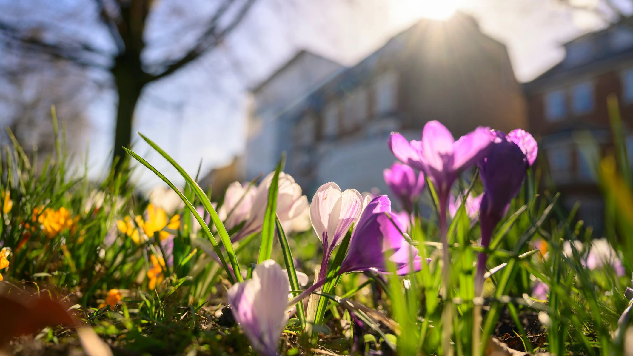 Frühlingserwachen in Österreich: Krokusse blühen bald in Hülle und Fülle auf.