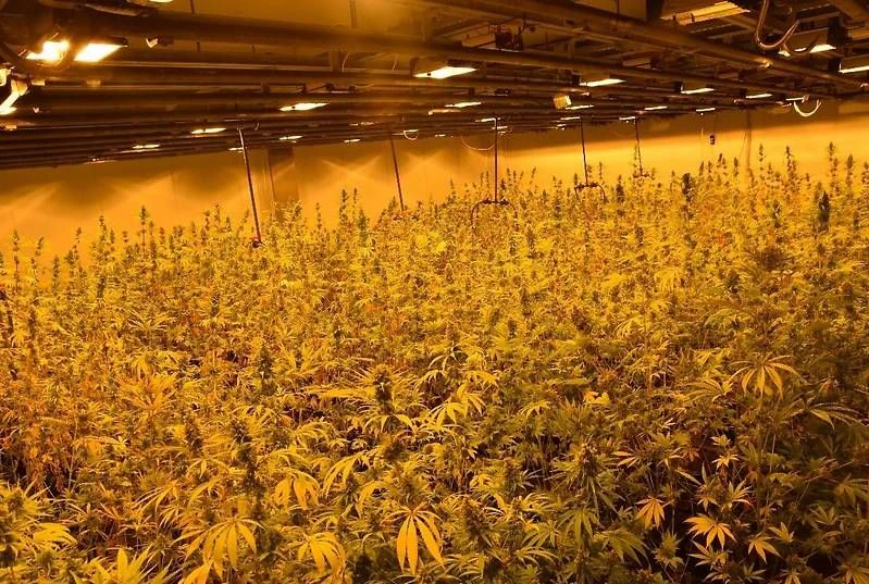 Die Plantage mit 2.000 Pflanzen in NÖ