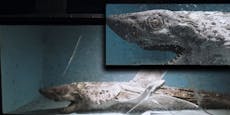 Französin entdeckt "Zombie-Hai" in verlassenem Aquarium