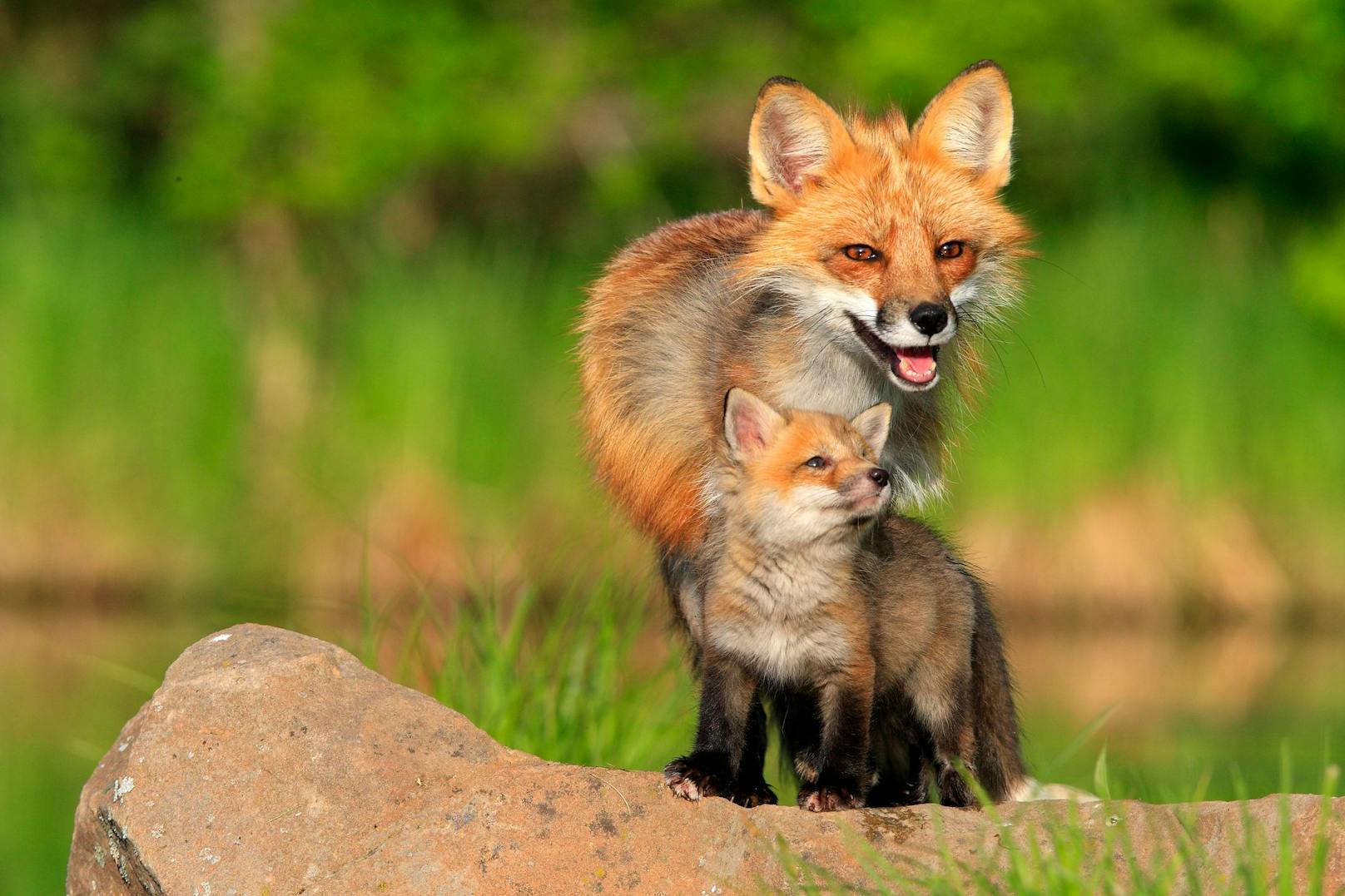 Die kleinen Fuchswelpen kommen ebenfalls schon im März und April zur Welt. 