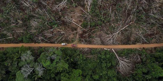 Große Teile des Amazonas wurden bereits abgeholzt. Mehr als drei Viertel des Regenwalds können sich von Bränden oder Dürren nicht mehr so gut erholen wie gewohnt. 
