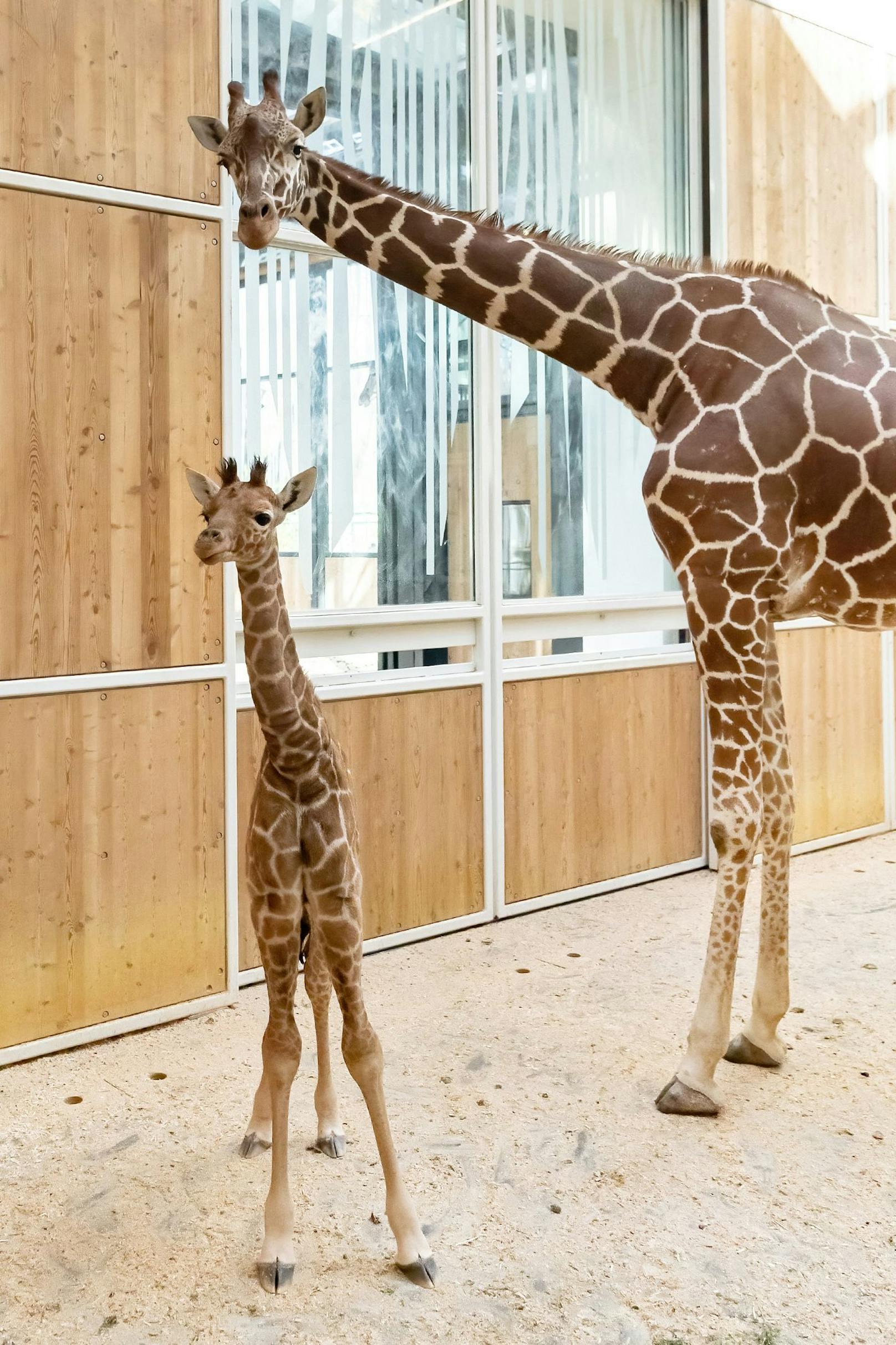 Die kleine Giraffe hört nun auf den Namen "Amari" - dies kommt aus der afrikanischen Sprache Yoruba und bedeutet: "Die Starke". 