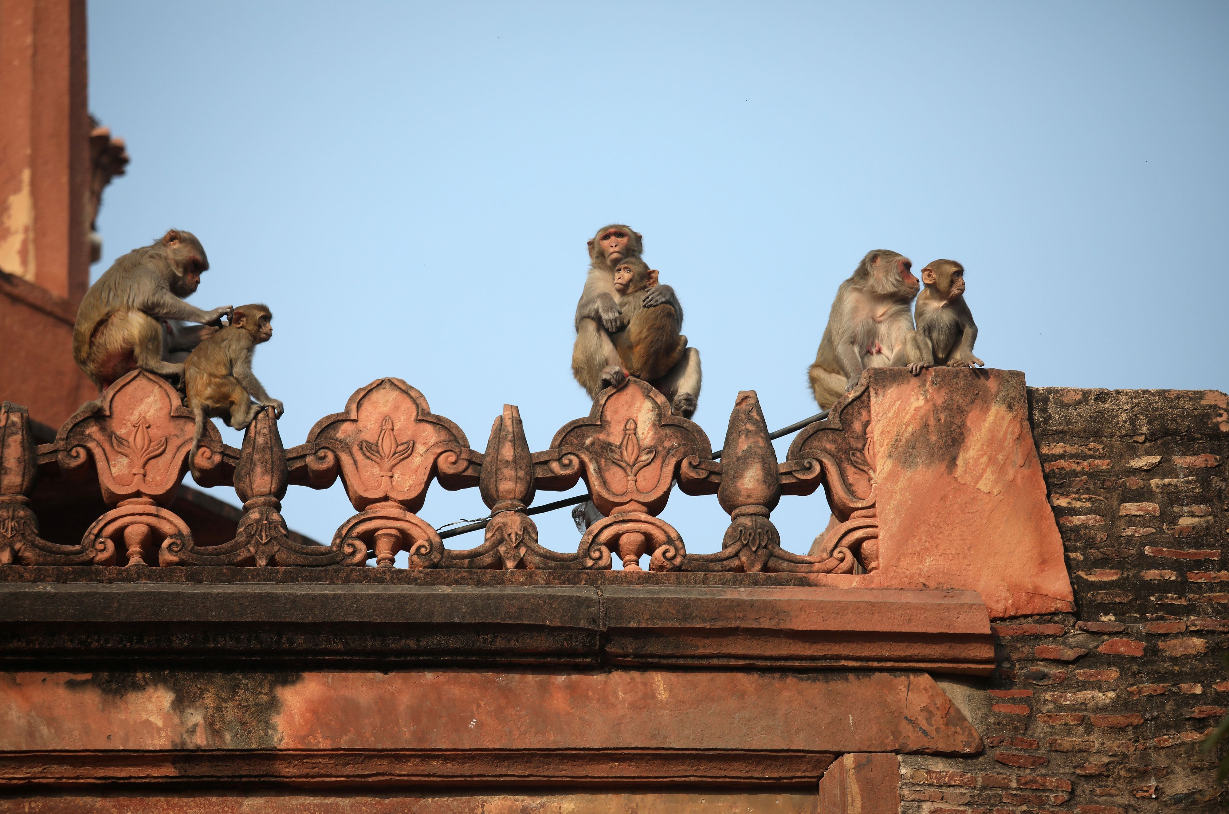 In Indien werden Rhesusaffen zunehmend zum Problem. Sollte das so weitergehen, könnte wohl eine ganz neue Arbeitsbranche entstehen.