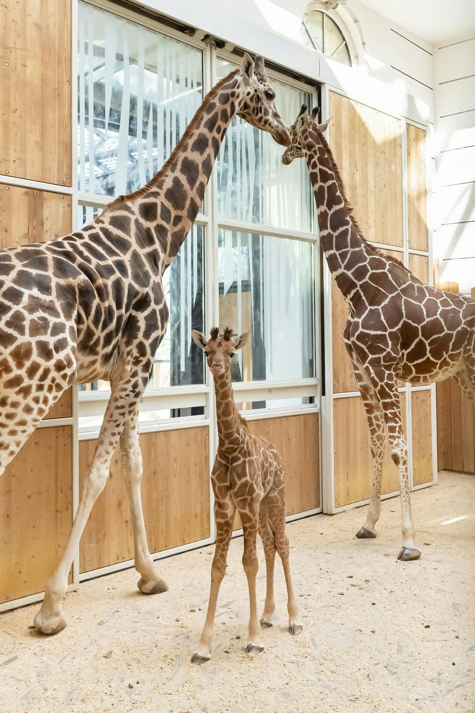 Dank der intensiven Betreuung des Tierpflegerteams entwickelt sich unser Giraffenbaby in Schönbrunn prächtig. 