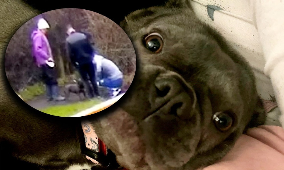 Danke einer zufälligen Überwachungskamera eines angrenzenden Gartens, konnten die Hundentführer überführt werden. 