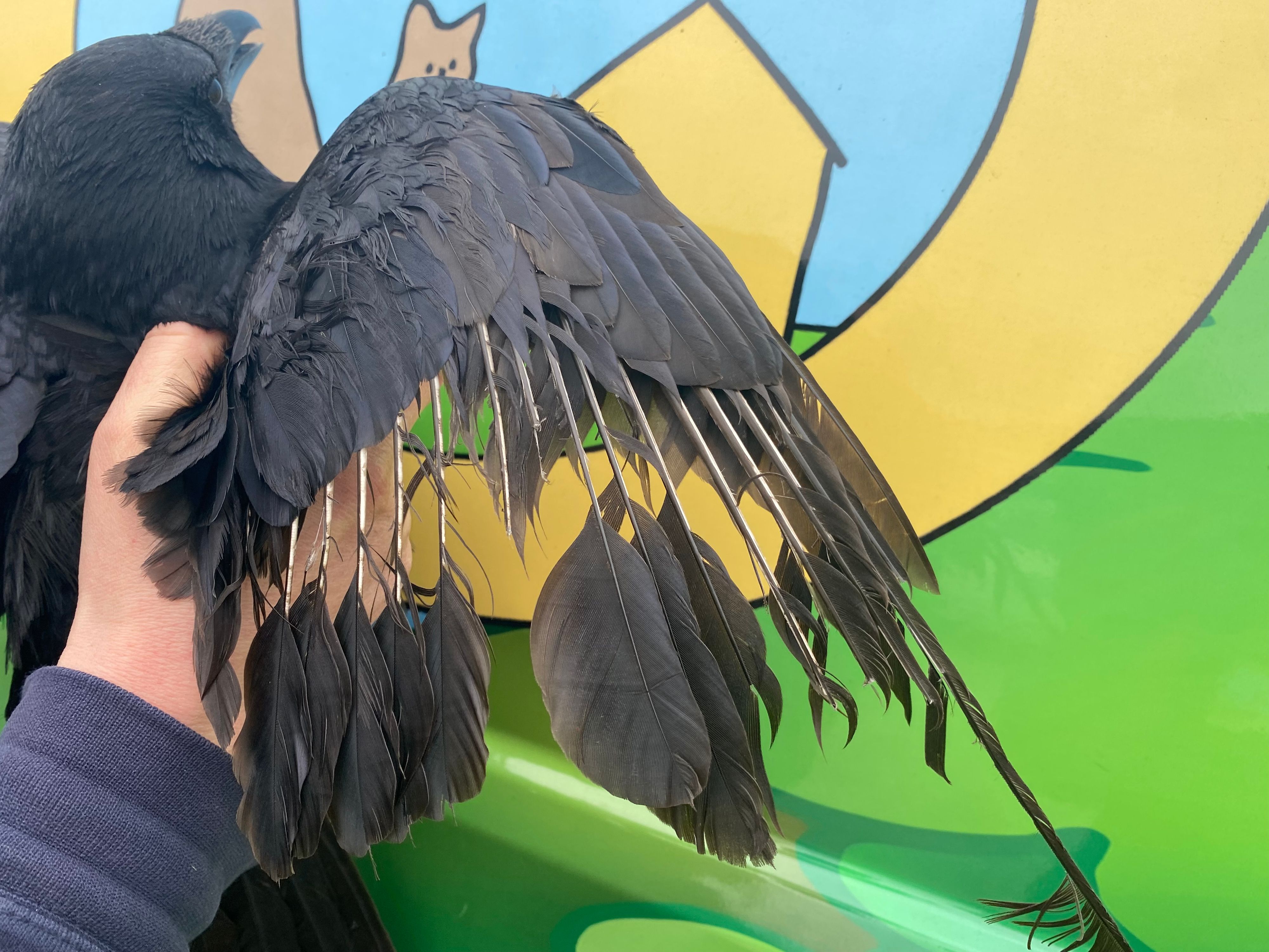 Nach mehreren Enten- und Taubenverstümmelungen, musste nun auch eine Krähe ihr Gefieder lassen. 